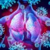 Lungs